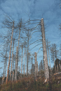 Low angle view of bare trees against sky