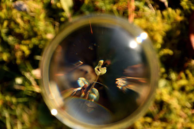 Close-up of flower in water