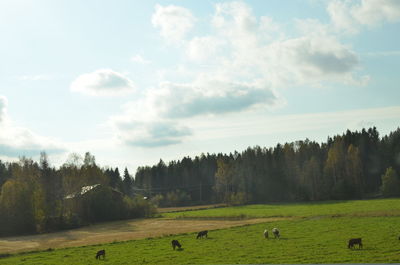 View of sheep grazing in pasture