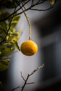 Close-up of orange hanging on tree