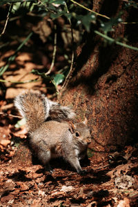 Close-up of squirrel