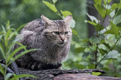 Close-up portrait of a cat