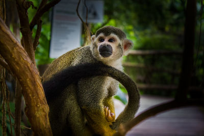 Portrait of an animal sitting on branch