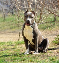 Dog on grass