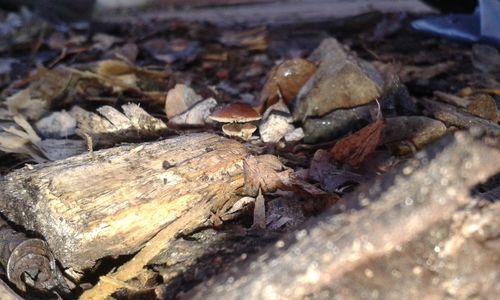 Close-up of logs on ground