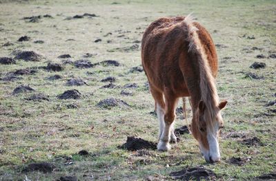 Horse standing in a field