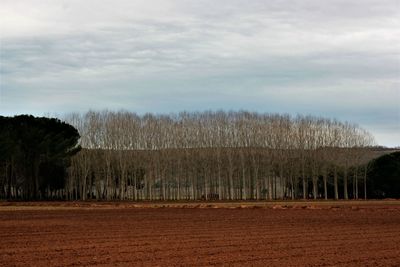 Trees on field against sky