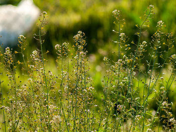 Close-up of flowering plants on field