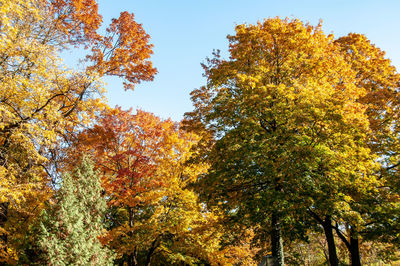 Low angle view of autumnal trees against clear sky