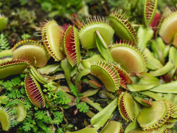 Venus flytrap or dionaea muscipula, close up photo of carnivorous plant.