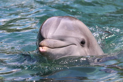 Bottlenose dolphin close-up front view