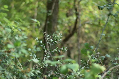 Close-up of plant growing on field