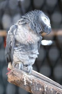 Close-up of parrot perching on branch