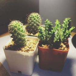 High angle view of cactus in pots on table