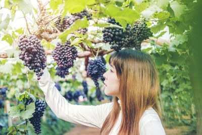 Young woman touching grapes growing at vineyard