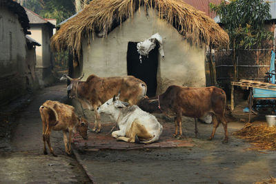 Cows standing in a row