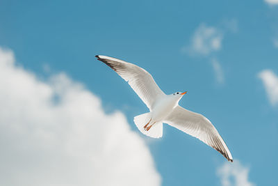 Low angle view of seagull flying against sky