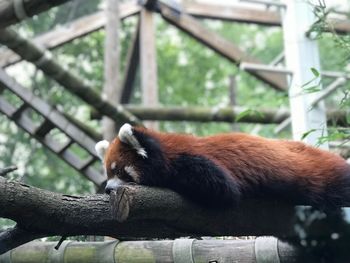 View of a cat on tree