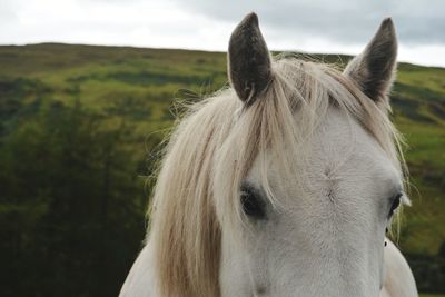Close-up of horse on field against sky