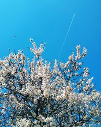 Low angle view of flowers against blue sky