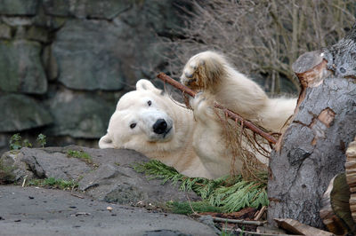 Portrait of polar bear lying down on rock at zoo