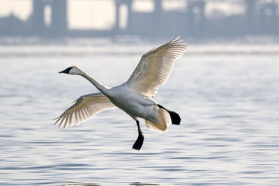 Close-up of bird flying over water