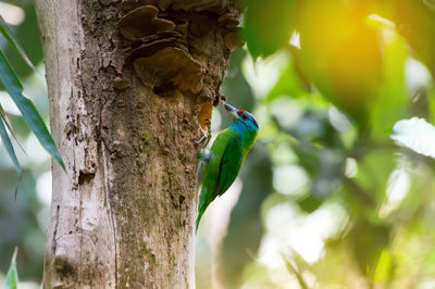 Close-up of bird perching on tree