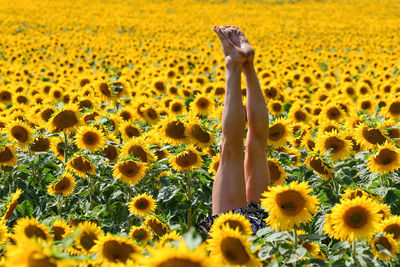 Close-up of yellow flowering plants on field