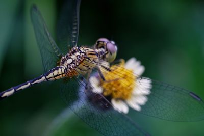 Close-up of dragonfly on leaf