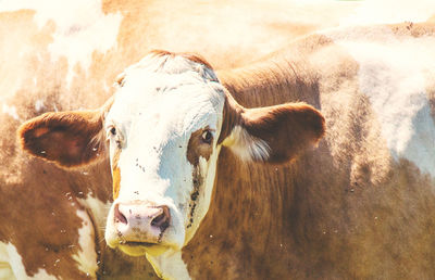 Close-up portrait of cow