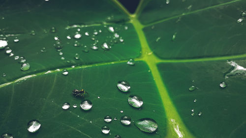 High angle view of raindrops on leaves