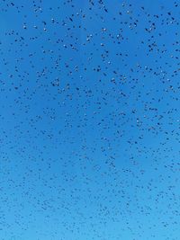 Low angle view of birds flying in sky