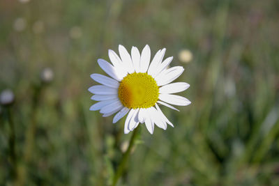 Close-up of white daisy flower