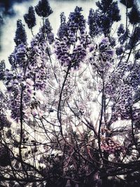 Low angle view of flowering tree against sky