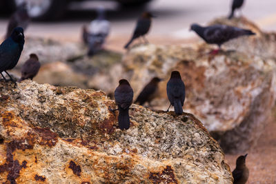 Close-up of birds perching on ground