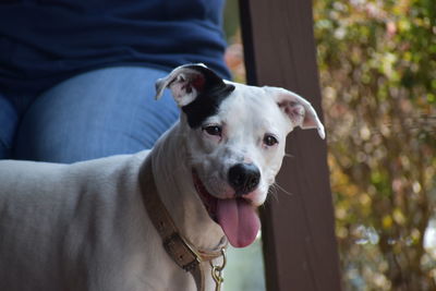 Close-up portrait of dog sticking out tongue outdoors