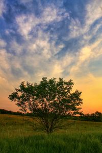 Scenic view of grassy field against sky at sunset