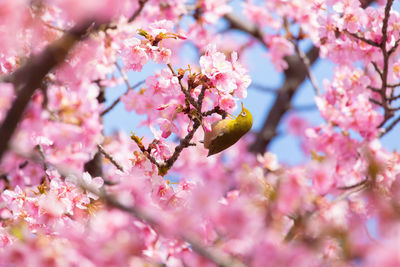 Close-up of pink cherry blossom