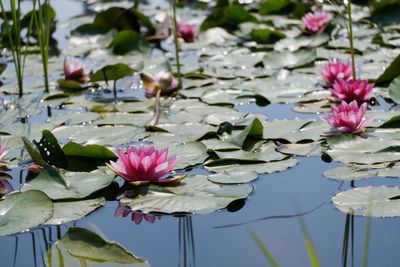 Lotus water lily in pond