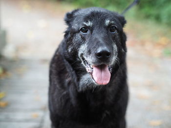 Close-up portrait of dog