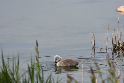 Swan swimming in lake