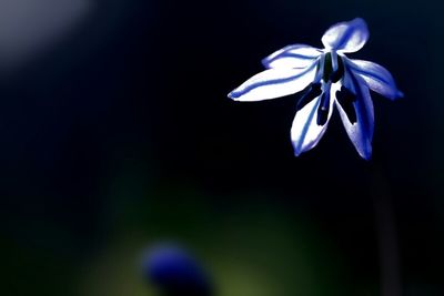 Close-up of flowers blooming outdoors