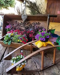 Potted plants on table