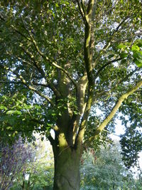 Low angle view of trees in forest