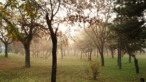 Trees on grassy field