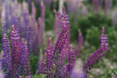 Close-up of purple flowering plants