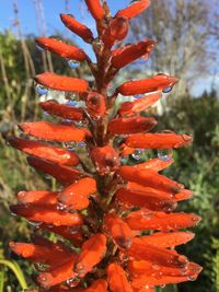 Close-up of red cactus flower