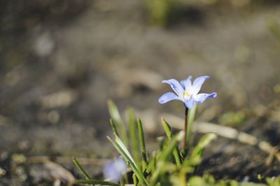 Close-up of purple flowers blooming outdoors