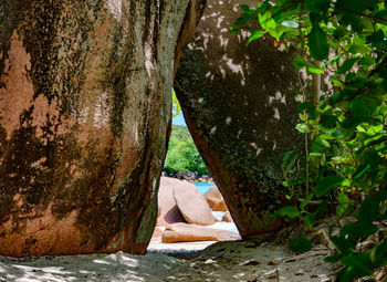 Man relaxing on tree trunk in forest