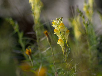 Close-up of yellow flowering plant